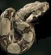 Boa constrictor with heart-shaped spot